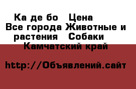 Ка де бо › Цена ­ 25 - Все города Животные и растения » Собаки   . Камчатский край